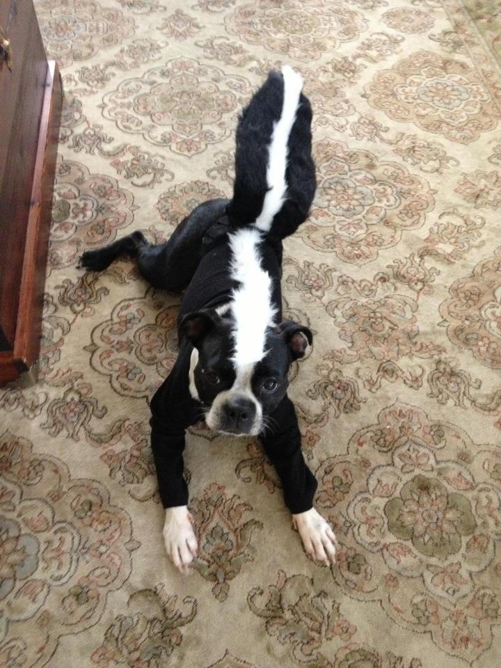 A Boston Terrier in skunk costume while lying on the floor