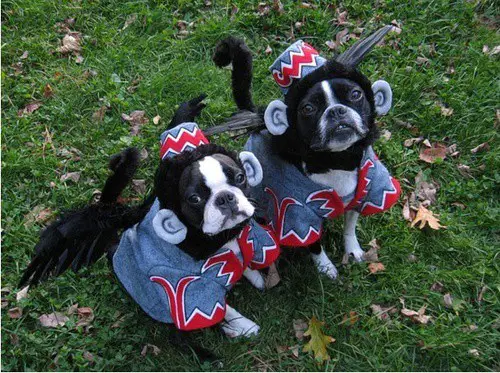 two Boston Terriers in their flying monkey costume while sitting on the grass