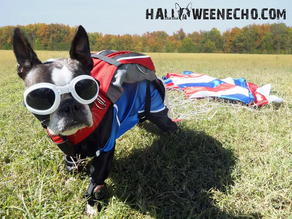 A Boston Terrier in skydiver costume while standing in the field
