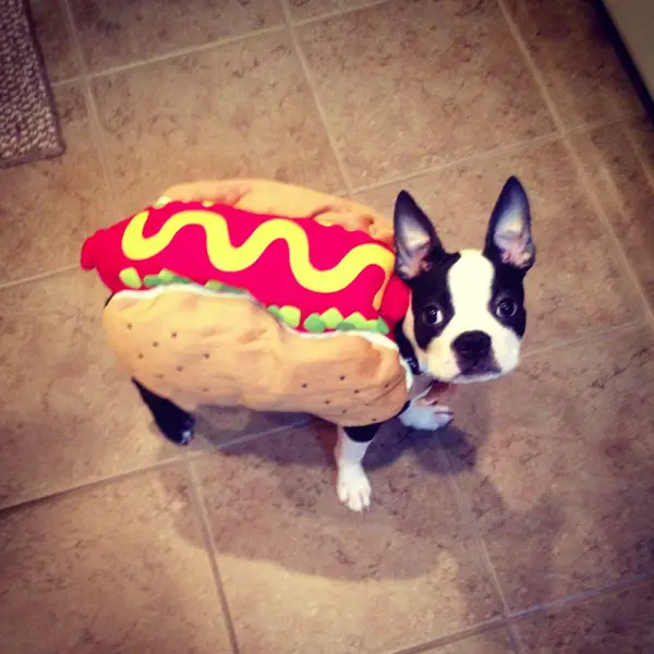 A Boston Terrier in hotdog costume while standing on the floor and looking up