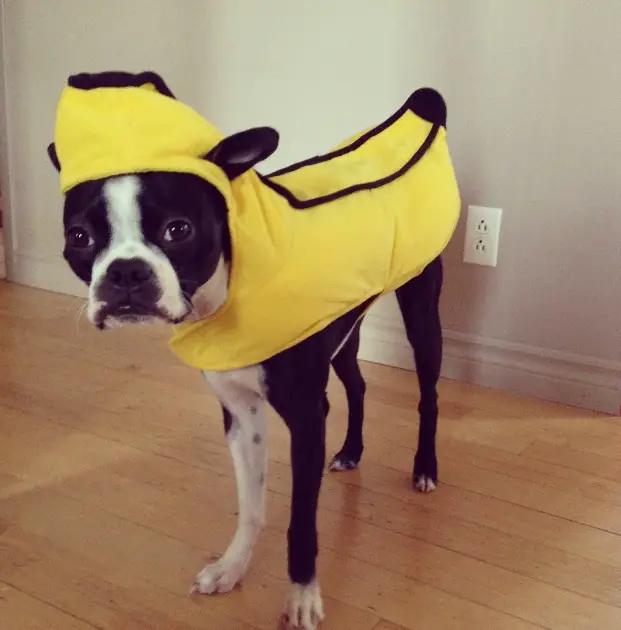 A Boston Terrier in banana costume while standing on the floor