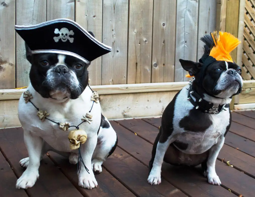 two Boston Terriers sitting on the wooden floor in its pirate and punk costume