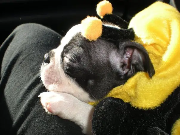 A Boston Terrier in bee costume while lying on the lap of a person inside the car