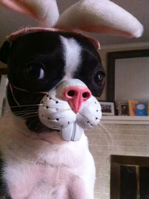 A Boston Terrier in rabbit costume while sitting on the floor