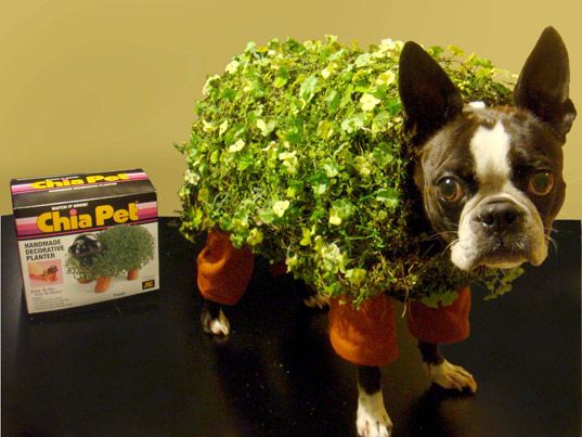 A Boston Terrier in a decorative planter costume while standing on top of the table