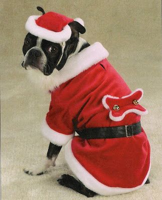 A Boston Terrier in santa costume while sitting on the floor