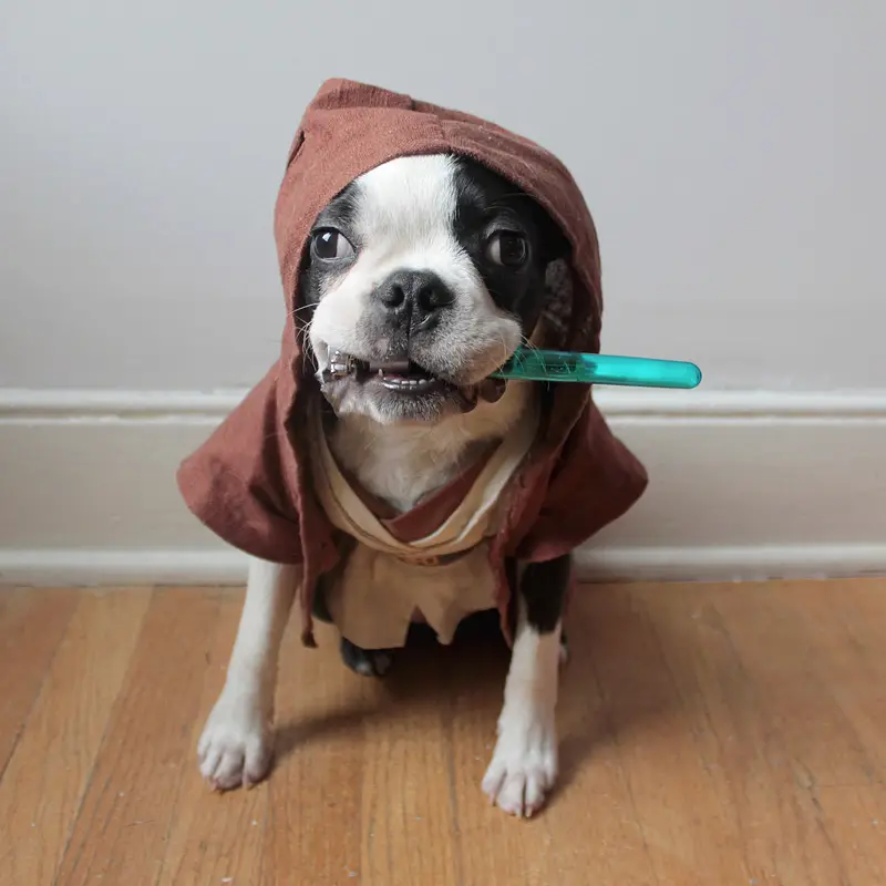 A Boston Terrier in Obi-Wan Kenobi costume while sitting on the floor