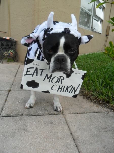 A Boston Terrier in cow costume and with sign board - Eat mor chickin