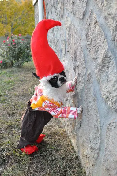 A Boston Terrier in dwarf costume while leaning on towards the wall