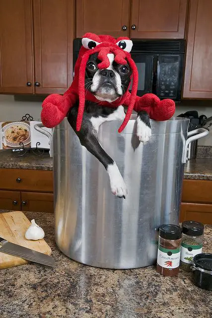 A Boston Terrier in lobster costume while inside a large pot on top of the counter in the kitchen