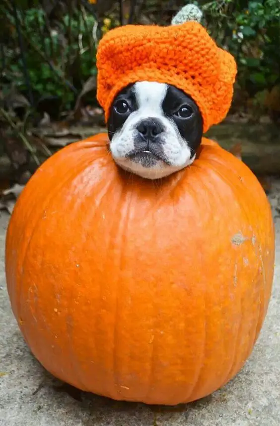 A Boston Terrier in pumpkin costume