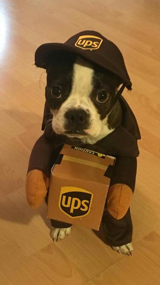 A Boston Terrier in ups delivery man costume while sitting on the floor