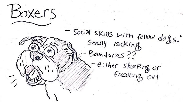 A hand drawn face of a Boxer with hand written- Boxers - social skills with fellow dogs severely lacking, boundaries, either sleeping or freaking out