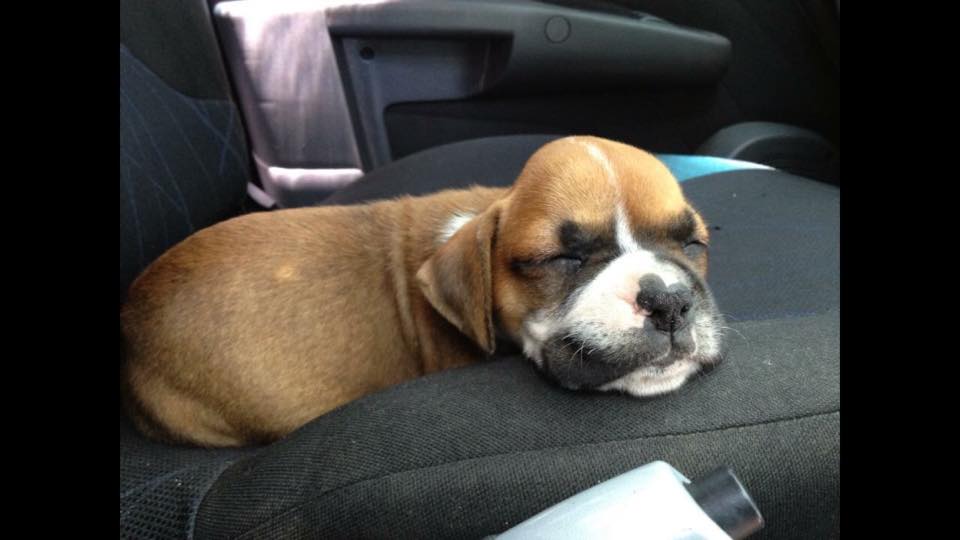 A boxer puppy sleeping inside the car