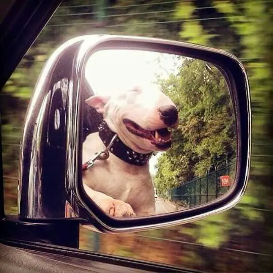 English Bull Terrier with its face outside the car window