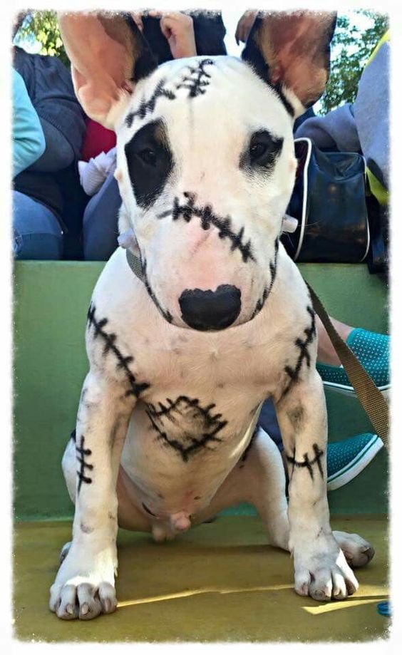 Bull Terrier zombie look