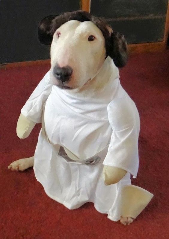 35+ Bull Terrier Halloween Costume Ideas | Page 2 of 13 | The Paws