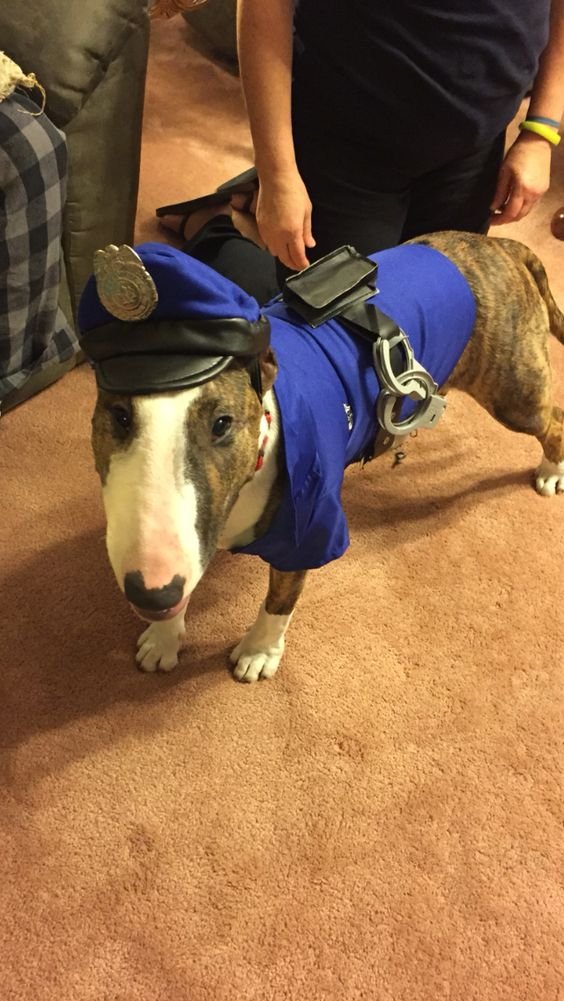 Bull Terrier in police outfit