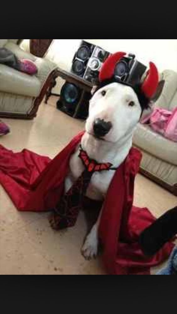 Bull Terrier in a dracula outfit