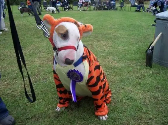Bull Terrier in tiger costume