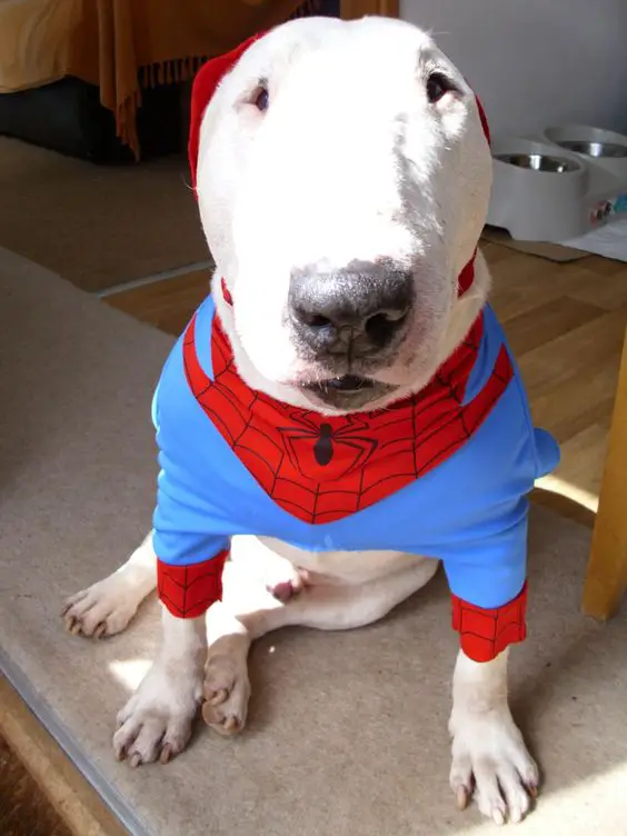 Bull Terrier in spider man costume