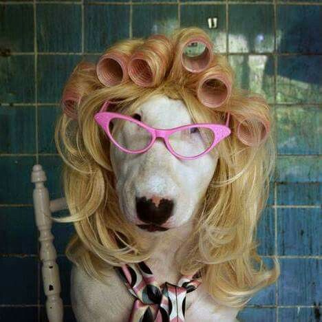 Bull Terrier wearing glasses, silky scar, and a blonde wig with curler