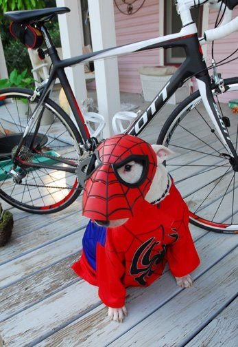 Bull Terrier in spider man costume