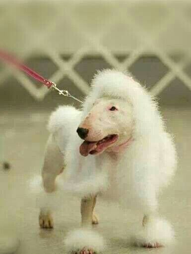 Bull Terrier in lion haircut