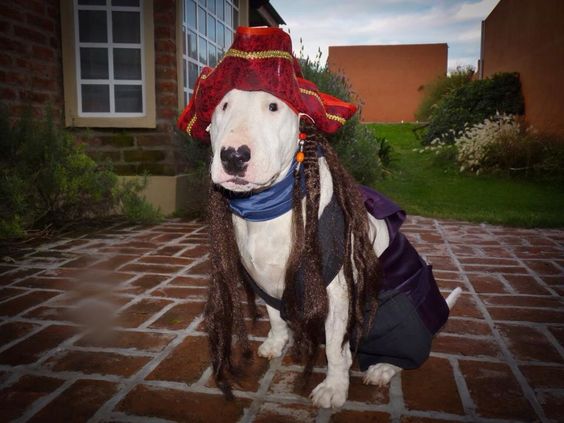 Bull Terrier in stylish outfit