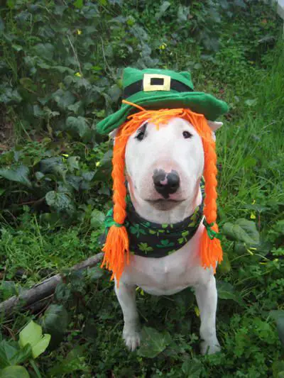 Bull Terrier in St. Patrick Day costume