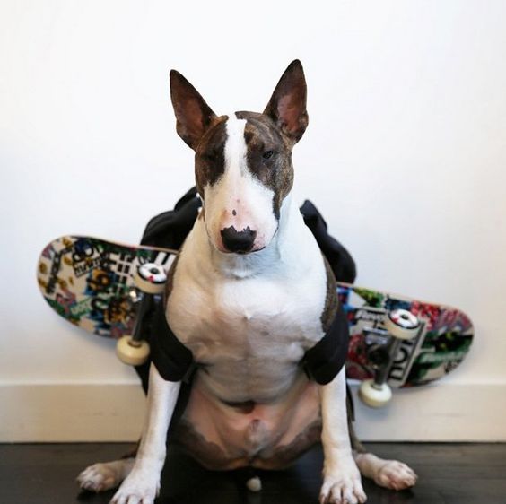 Bull Terrier with a skate board backpack