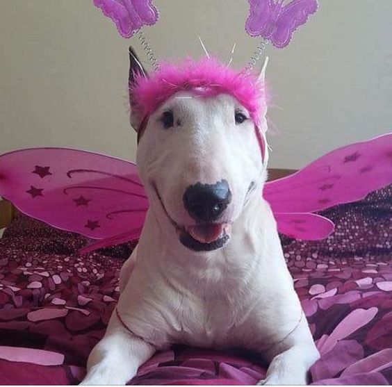 Bull Terrier in purple fairy outfit