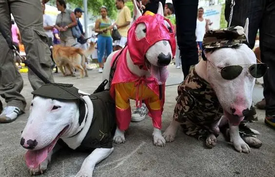 three Bull Terriers in their cute halloween costumes