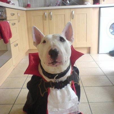 Bull Terrier in dracula outfit