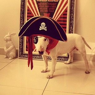 Bull Terrier in pirate costume