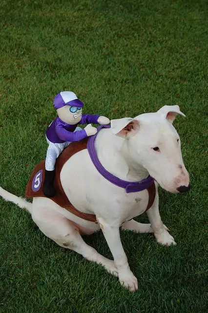 Bull Terrier in a racing outfit with a stuffed toy man on top of him that looks like riding him