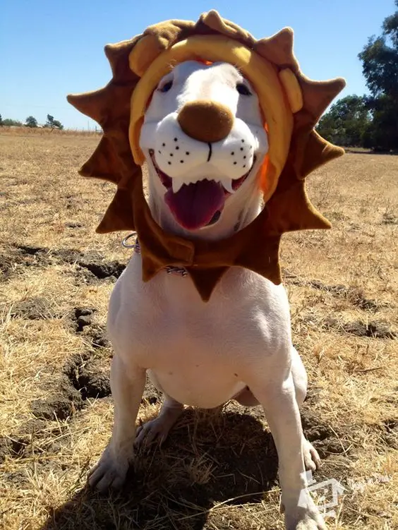 Bull Terrier in lion costume