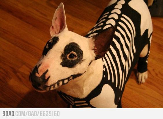 Bull Terrier in skeleton costume
