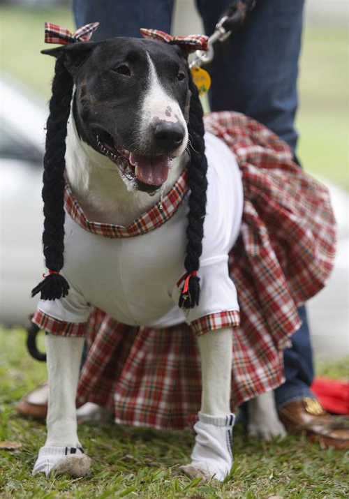 Bull Terrier in a germany outfit