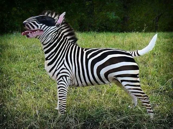 Bull Terrier in zebra prints