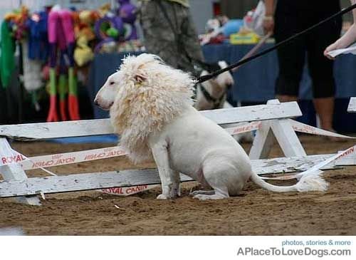 Bull Terrier lion look