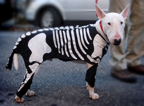Bull Terrier in skeleton outfit