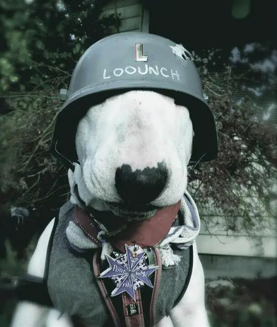 Bull Terrier in military costume