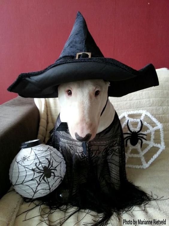 Bull Terrier in witch costume