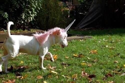 unicorn Bull Terrier