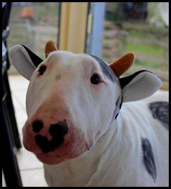 Bull Terrier wearing a goat head band
