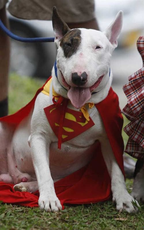 Bull Terrier in superman costume