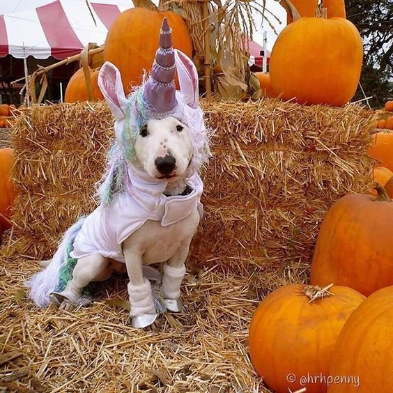 Bull Terrier in unicorn costume