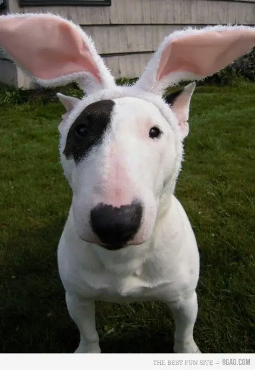 Bull Terrier with bunny headband