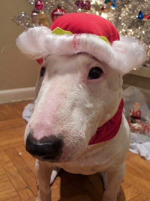 Bull Terrier in santa claus look